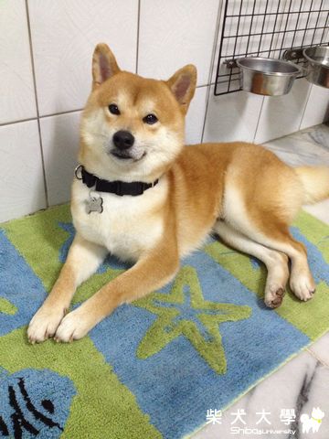 洗澡完一副倦容...  但一看到零食!!!?(原發表者:雨過得彩虹)(相簿)