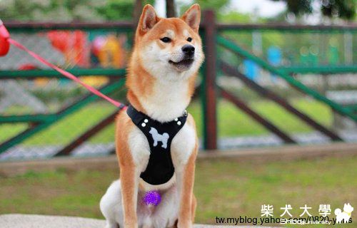 吉谷寵物公園變裝秀(原發表者:吉谷家)(相簿)