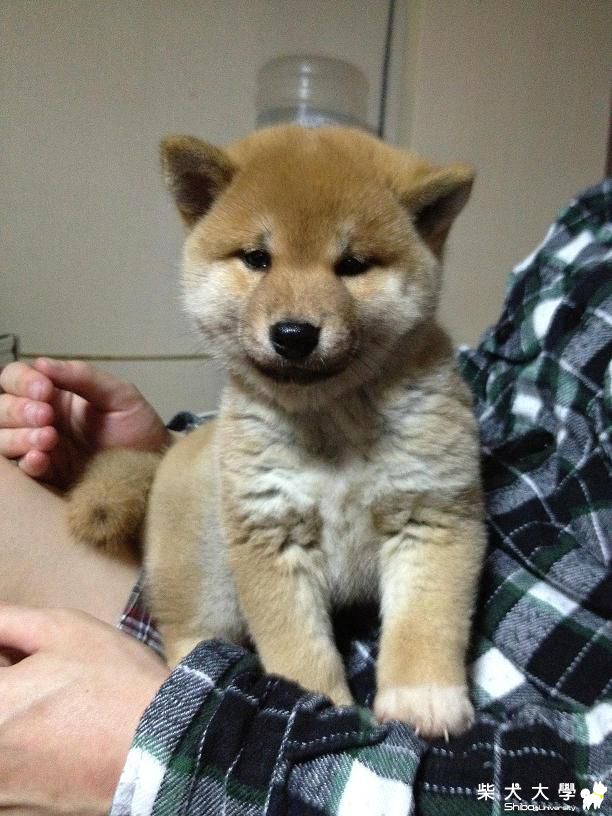 花花長大囉(原發表者:廖小潔)(相簿)