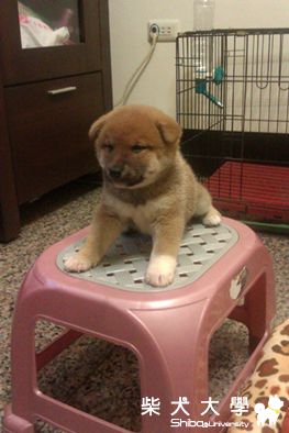 米路成長日記:D(原發表者:Show♥布丁)(相簿)