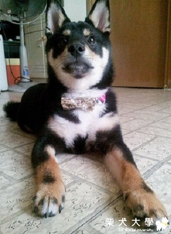 尚九的 Bowtie 秀(原發表者:eddiedaphne)(相簿)