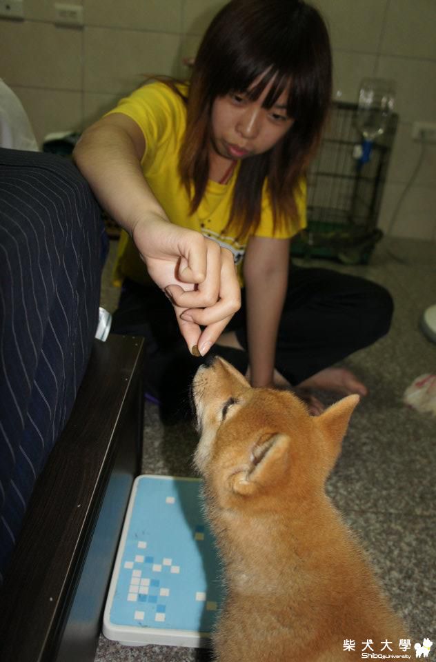 貪吃的麻糬(原發表者:cat75930)(相簿)