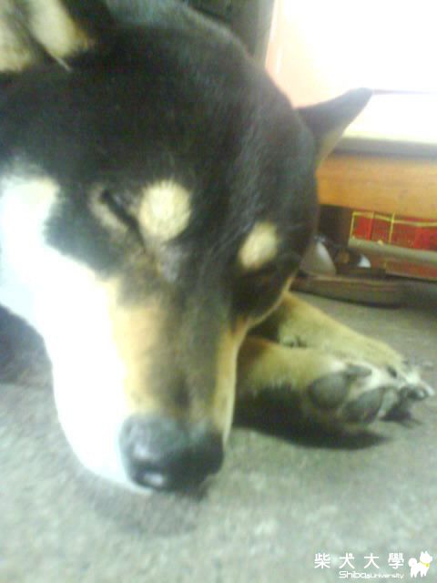 想睡覺(原發表者:cady_226)(相簿)