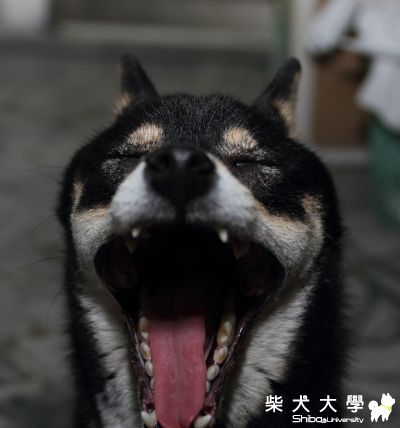 無時無刻都愛睏的圓~!!(原發表者:深夏)(相簿)