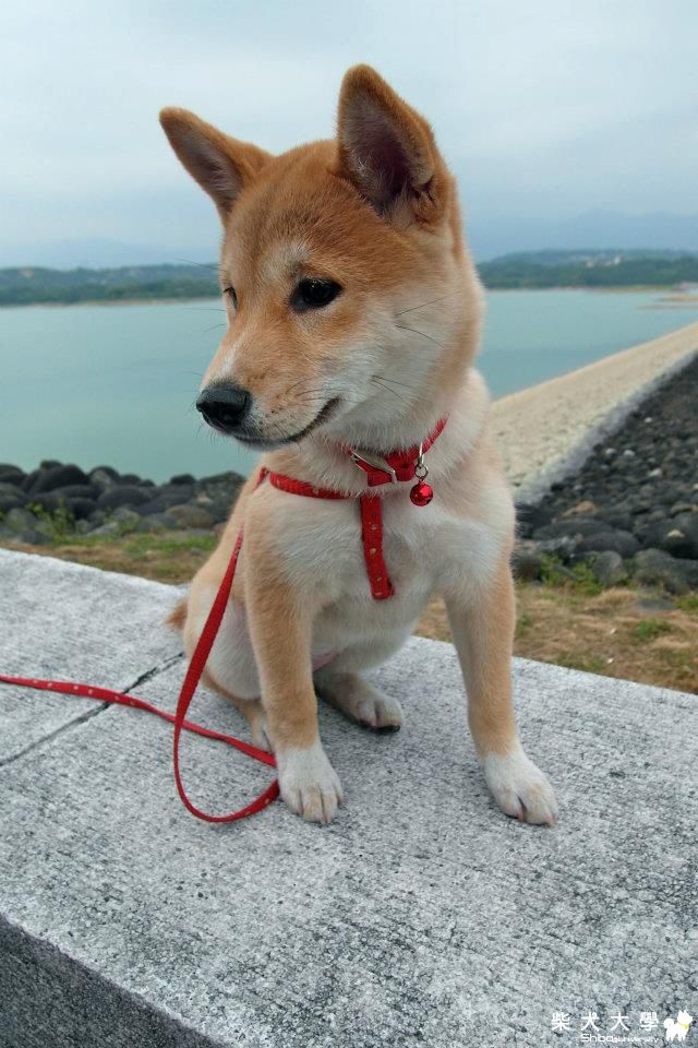 茶茶跟大家問好:)(原發表者:茶茶拔)(相簿)