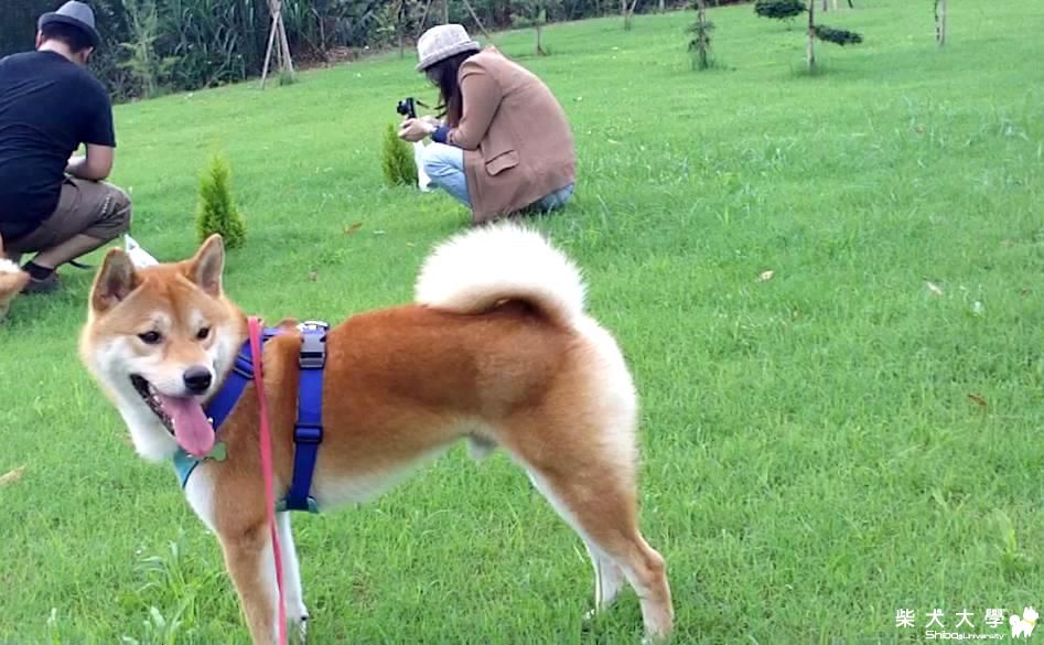 那山咖啡-復興鄉一日遊(原發表者:吉谷家)(相簿)