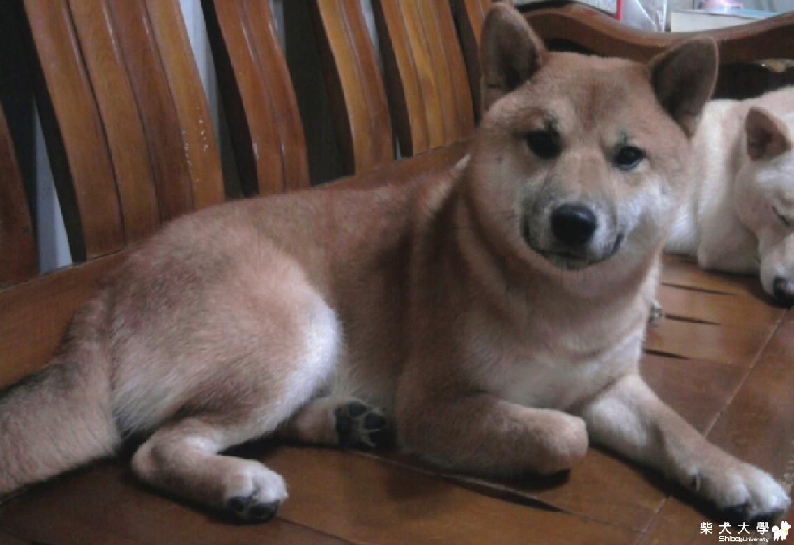 【基隆市】赤柴弟弟走失(原發表者:yaya72002)