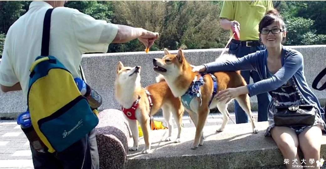 今天 中成寵物公園好熱鬧-101.5.7(原發表者:吉谷家)(相簿)