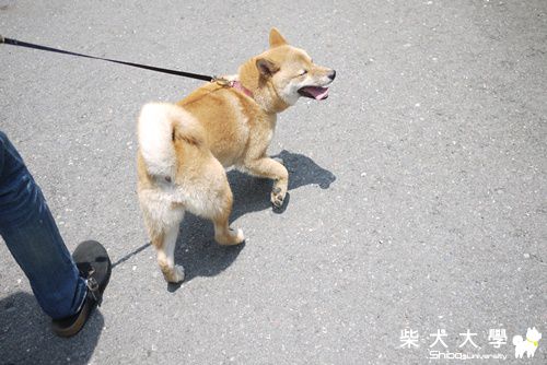 ＮＡＭＩ已經出生半年了～！(原發表者:NAMI麻)(相簿)