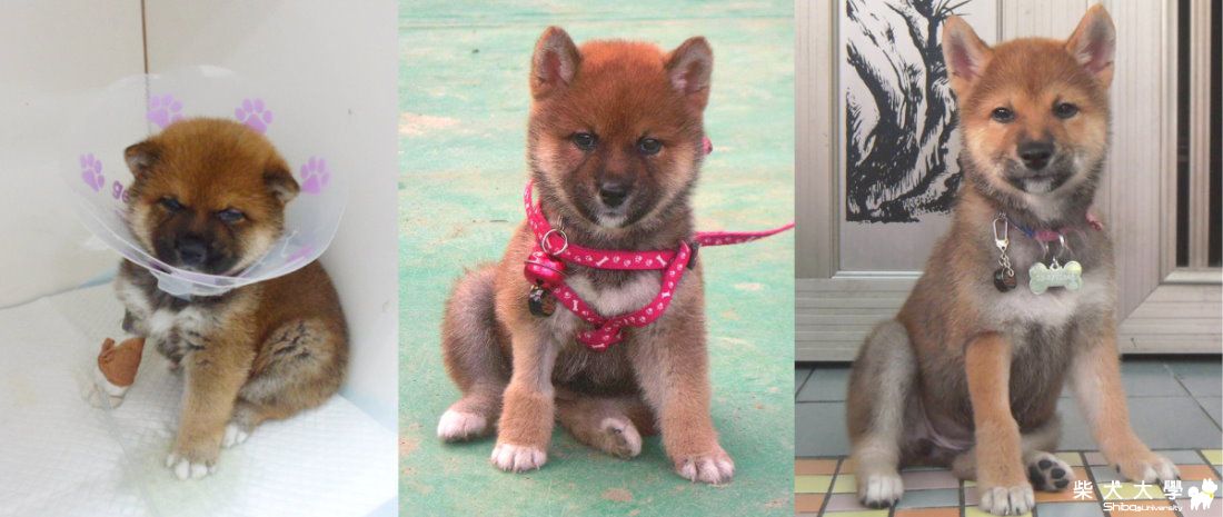 女大十八變(原發表者:可可姊)(相簿)