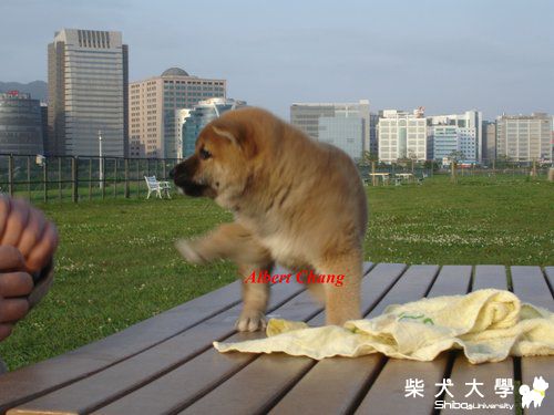 柴言柴語-- 看我的短腿無影腳(原發表者:nychang)(相簿)