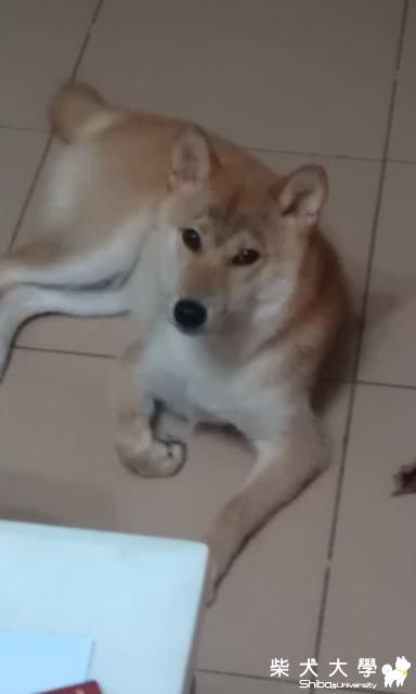 拔拔笑我是兩津勘吉..(原發表者:DuckSu)(相簿)