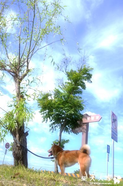 邂逅自行車道(原發表者:Nicky拔)(相簿)