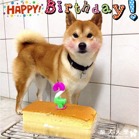 Qちゃん 兩歲生日，提前慶生(原發表者:雨過得彩虹)(相簿)