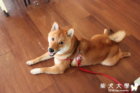 母親節很快樂！(原發表者:哈吉的爹)(相簿)