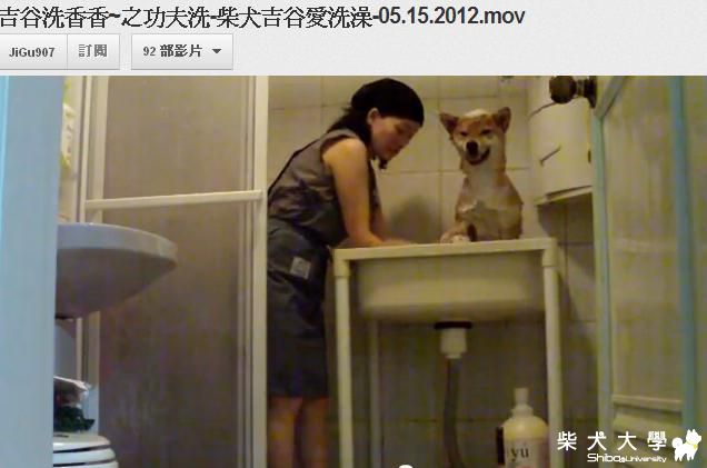 吉谷洗香香~之功夫洗-柴犬吉谷愛洗澡-05.15.2012.mov(原發表者:吉谷家)(影片)