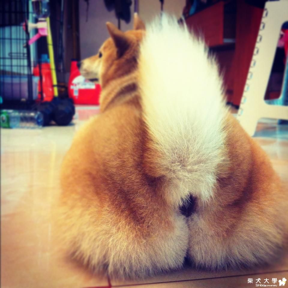 傳說能帶來幸福的柴犬屁股(原發表者:阿萬爸)(相簿)