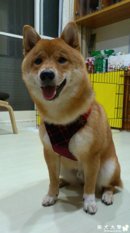 胸背帶走秀(原發表者:哈吉的爹)(相簿)