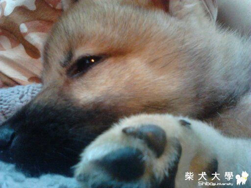 最近一直下雨 都不能出去玩><(原發表者:藍天星語)(相簿)