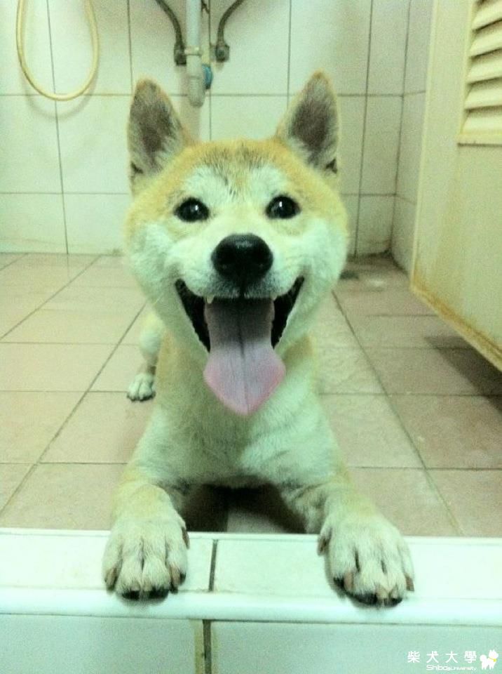 第一次試發~咪醬笑的好開心(原發表者:咪醬媽)(相簿)