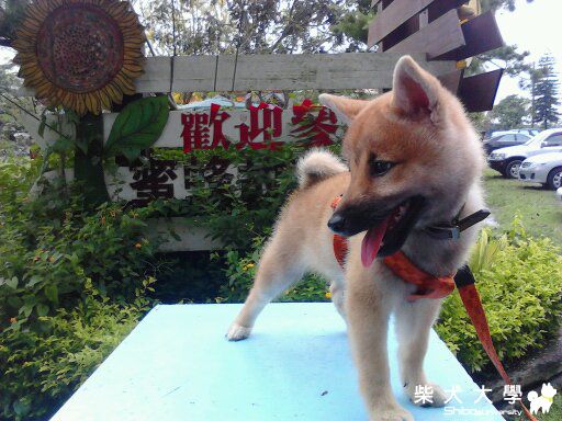 古坑之旅...(原發表者:藍天星語)(相簿)