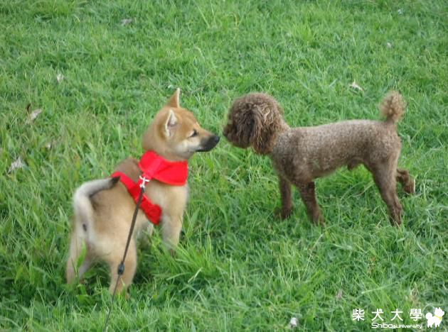 第三劑預防針(原發表者:藍天星語)(影片)