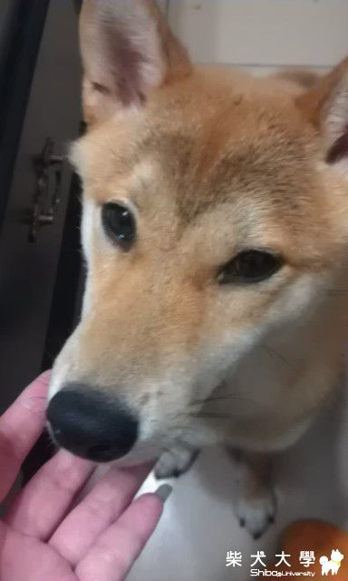 柴哥的眼屎~(原發表者:DuckSu)(相簿)