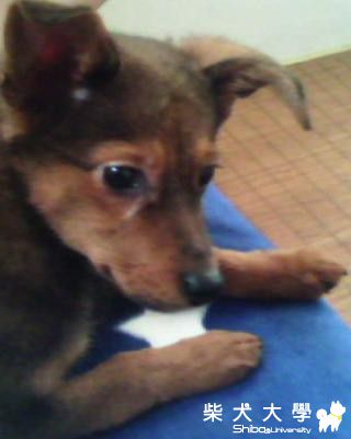 回憶...(原發表者:藍天星語)(相簿)