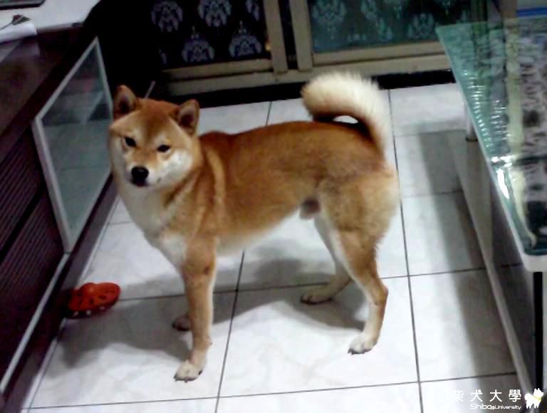 壞壞吉谷-做賊心虛耍賴的柴犬-5.26.2012.MOV(原發表者:吉谷家)(影片)