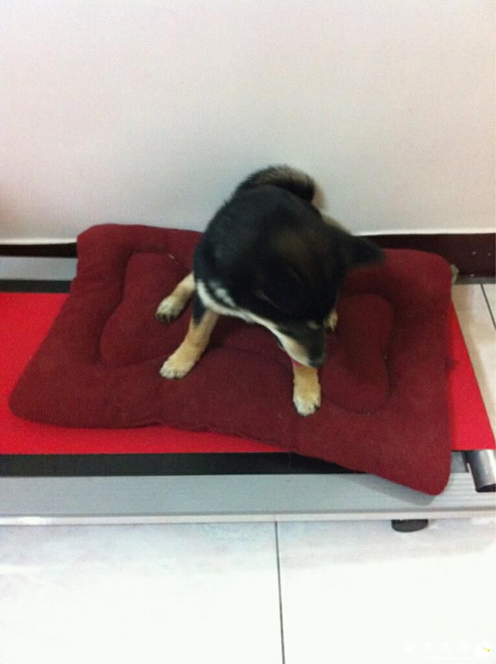 酷吉消失的玩具?!(原發表者:GUCCIMA)(相簿)