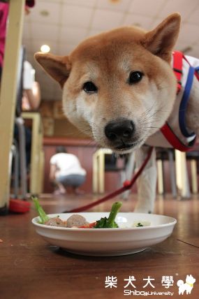 哈吉與狗朋友(原發表者:哈吉的爹)(相簿)