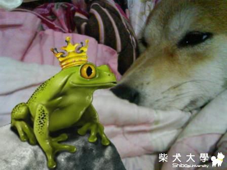 青蛙變王子?!(原發表者:恰恰姐)(相簿)