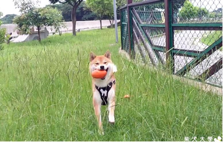 這一週的寵物公園好熱鬧-5.26~5.27-2012(原發表者:吉谷家)(相簿)