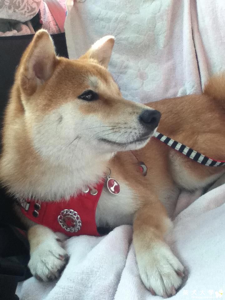 回眸一看，千嬌百媚(原發表者:peigo)(相簿)