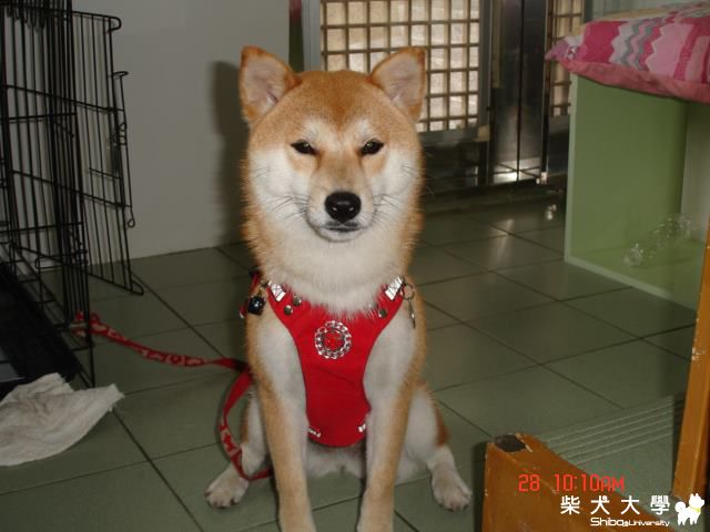 peigo有了新胸背，每天跑步更安全了(原發表者:peigo)(相簿)