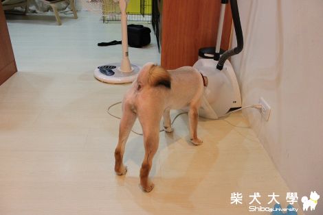 哈吉脫毛衣~(原發表者:哈吉的爹)(相簿)