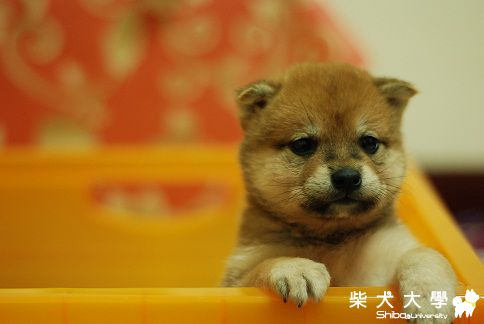 逼比三支預防針都打完摟yayaya^_^(原發表者:逼逼麻)(相簿)