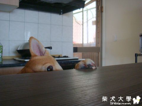 奶茶在偷看甚麼??(原發表者:奶茶麻)(相簿)