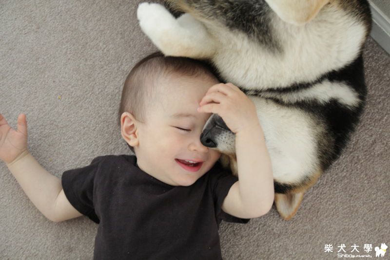 嬰兒與柴犬真的沒關係(原發表者:次郎)(綜合討論)