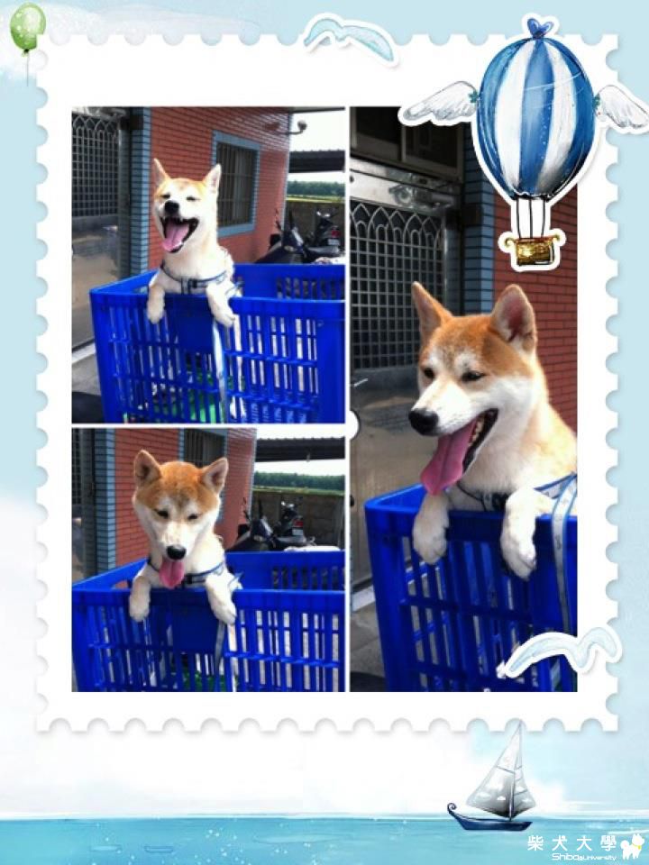 咪醬也想跟爸爸一起去上班嗎?(原發表者:咪醬媽)(相簿)