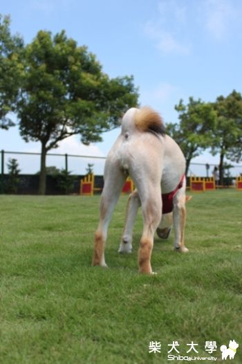 可愛的屁股~(原發表者:哈吉的爹)(相簿)