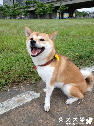 悠閒午後....(原發表者:nicole92)(相簿)