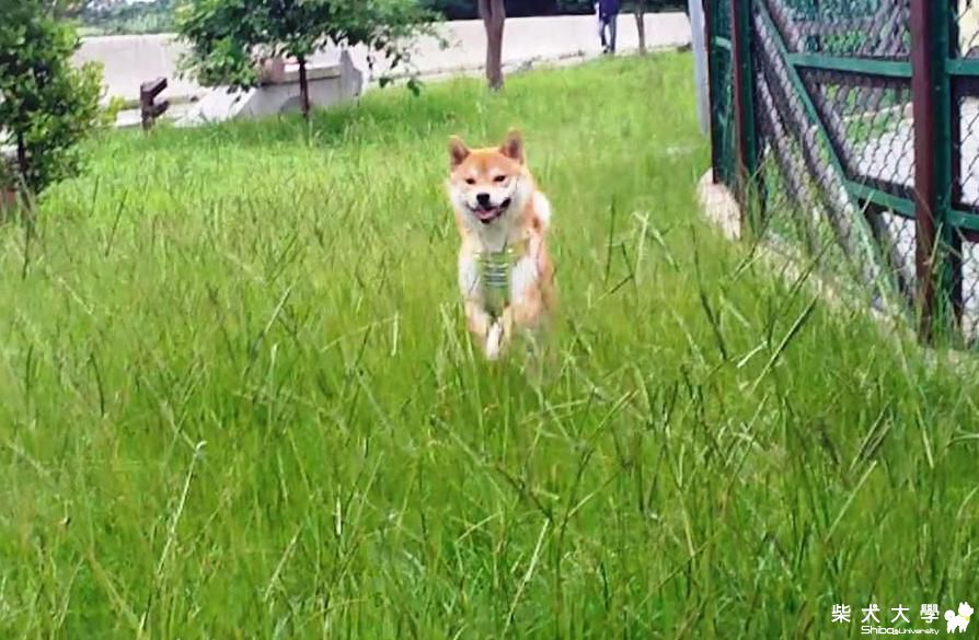 中成寵物公園要小心釣客的釣竿-101.6.3(原發表者:吉谷家)(影片)