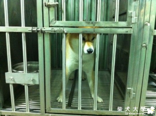 bobi被收押禁見了(原發表者:Bobi麻)(相簿)