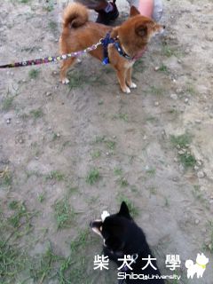蘆洲寵物公園跑跑(原發表者:bibi)(相簿)