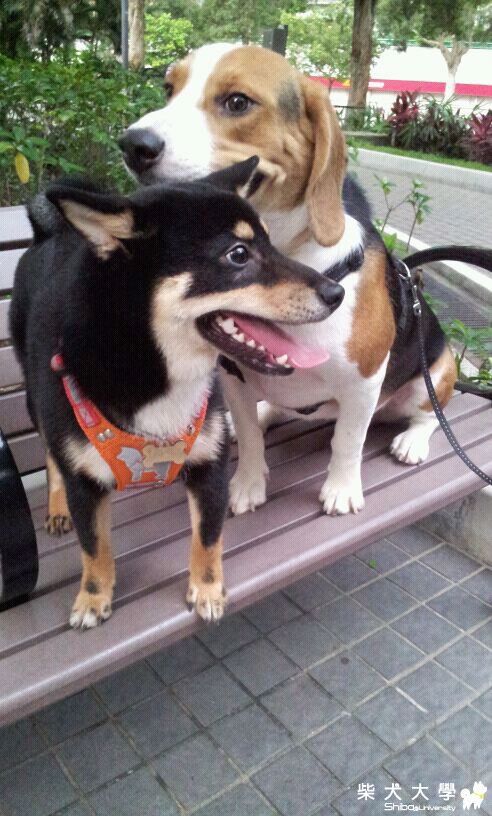 尚九的老友狗狗(原發表者:eddiedaphne)(相簿)