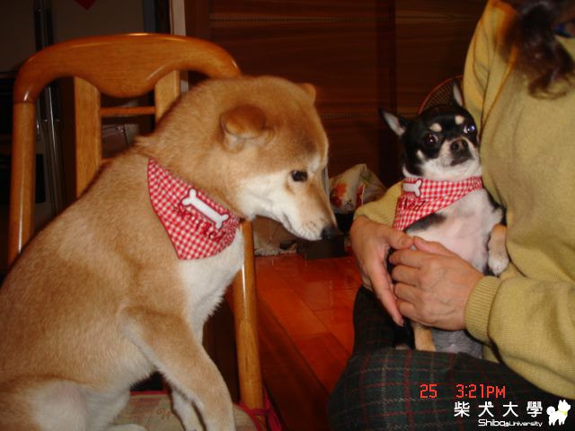 peigo vs.ㄋㄟ ㄋㄟ(原發表者:peigo)(相簿)