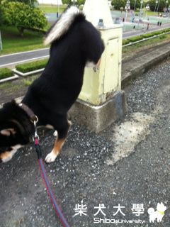 妹咕尿尿屁屁都翹好高好高!(原發表者:bibi)(影片)