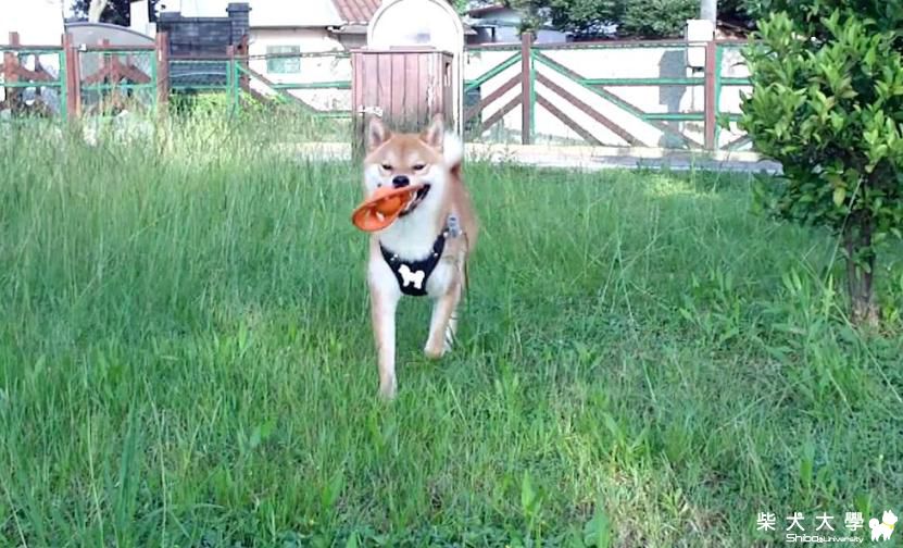 偷得浮生半日閒...吉谷也賺到一天假期了-6.5.2012(原發表者:吉谷家)(相簿)