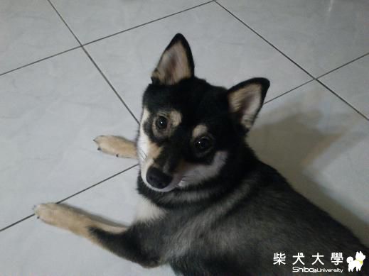 好久沒PO美美的COLA了(原發表者:COLA拔)(相簿)